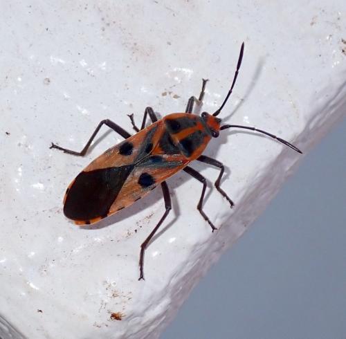 Spilostethus hospes